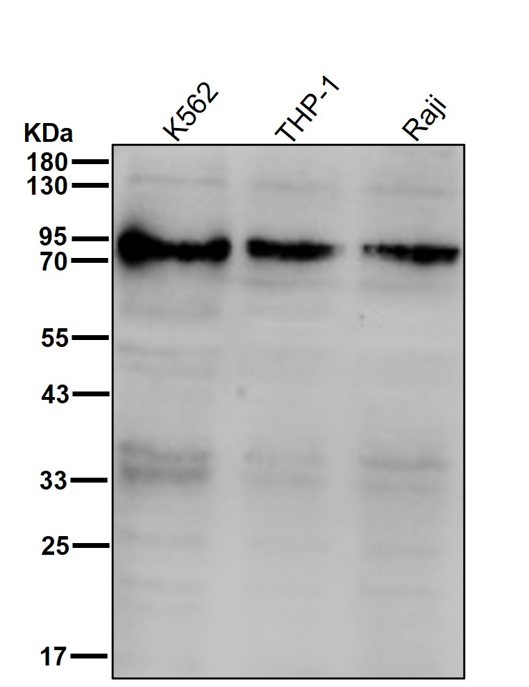 CD168 Ab