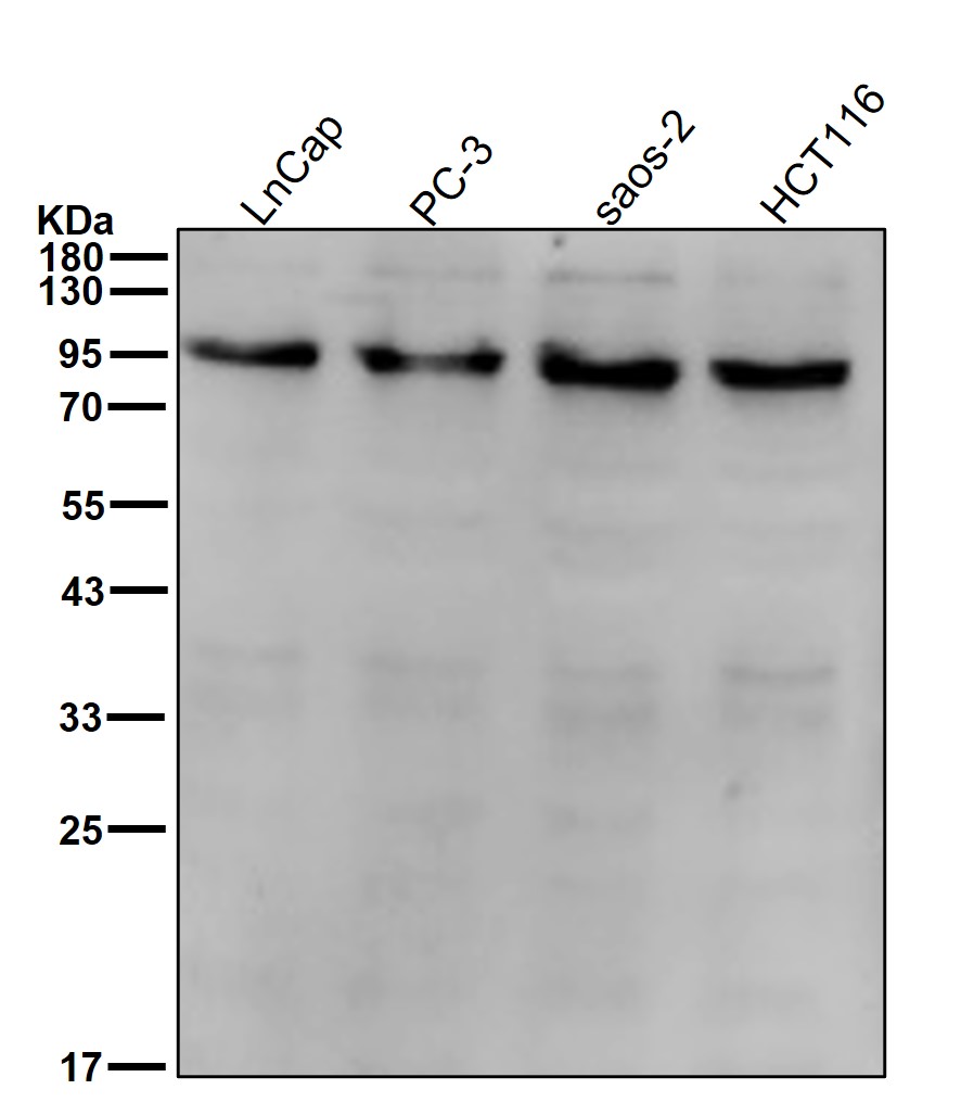 CD168 Ab