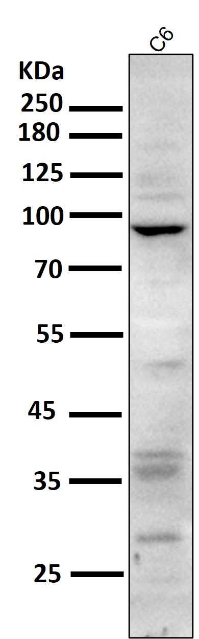 CD168 Ab