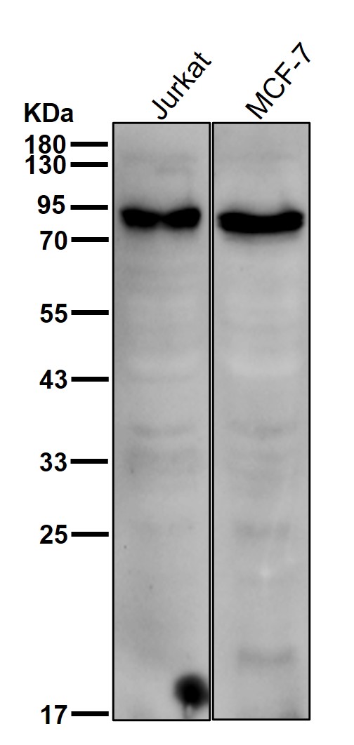 CD168 Ab