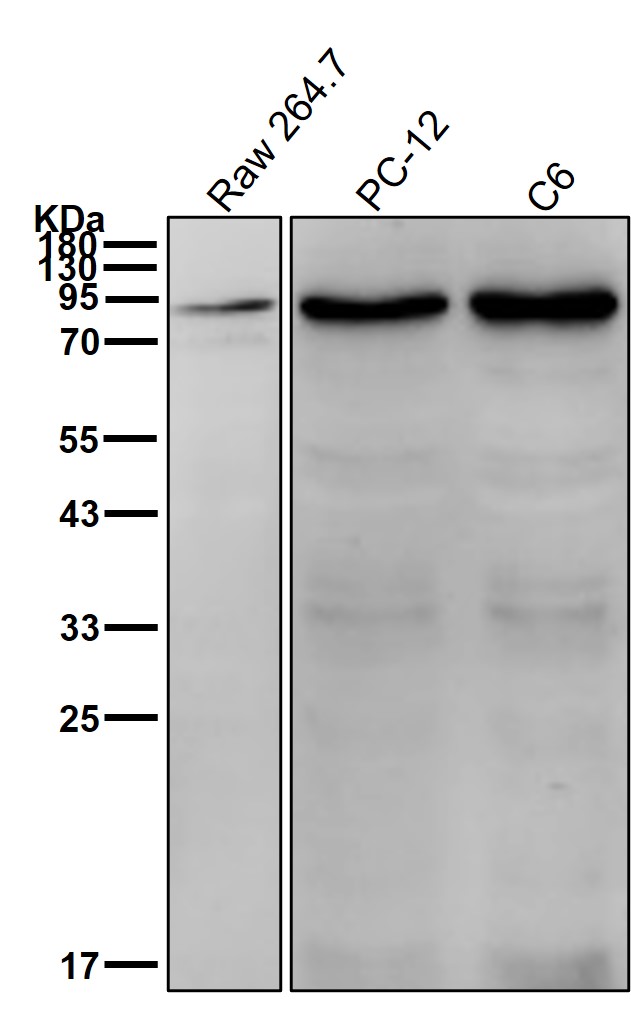 CD168 Ab