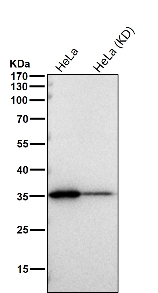 Annexin A10 Ab