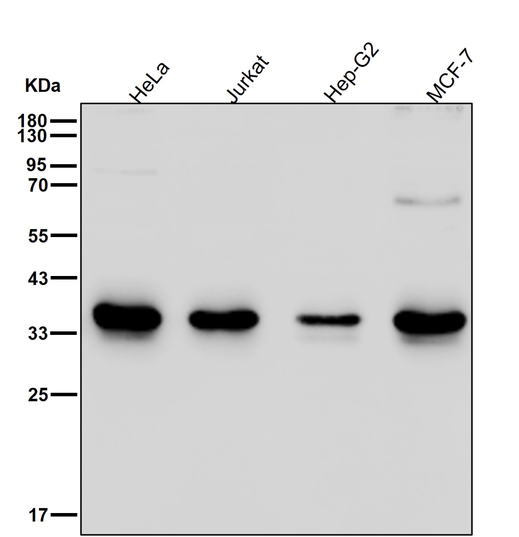 Annexin A10 Ab