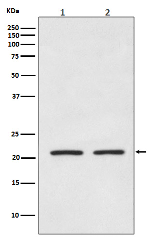 AKAP 14 Ab