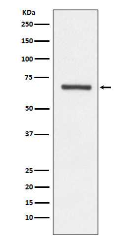 Angiopoietin 1 Ab