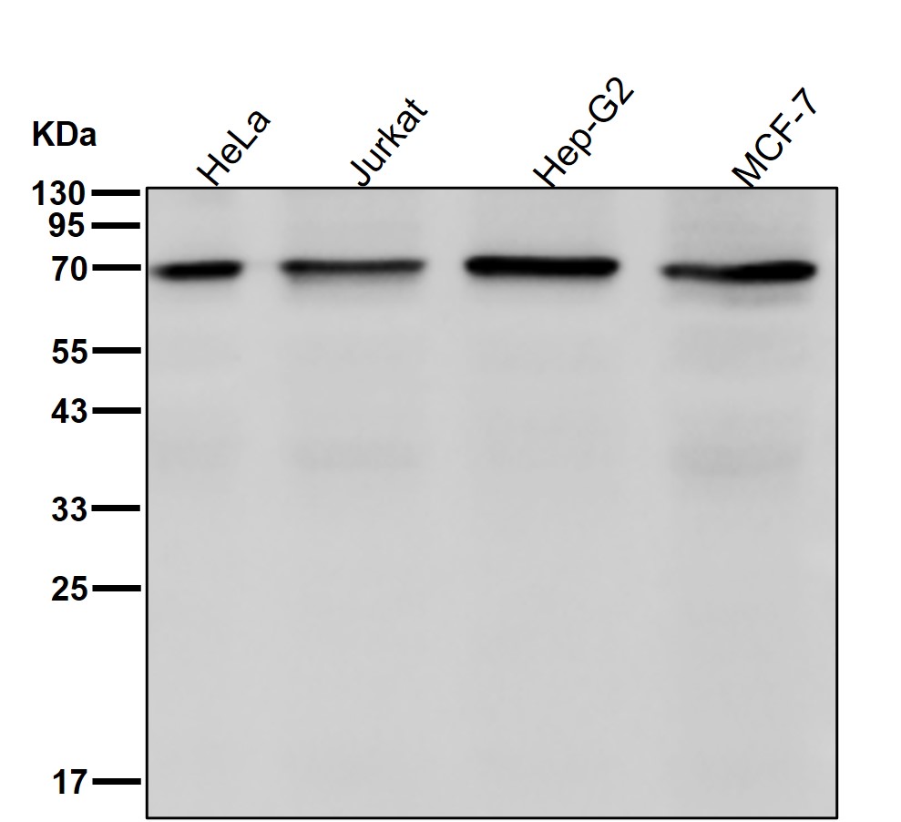 Angiopoietin 1 Ab