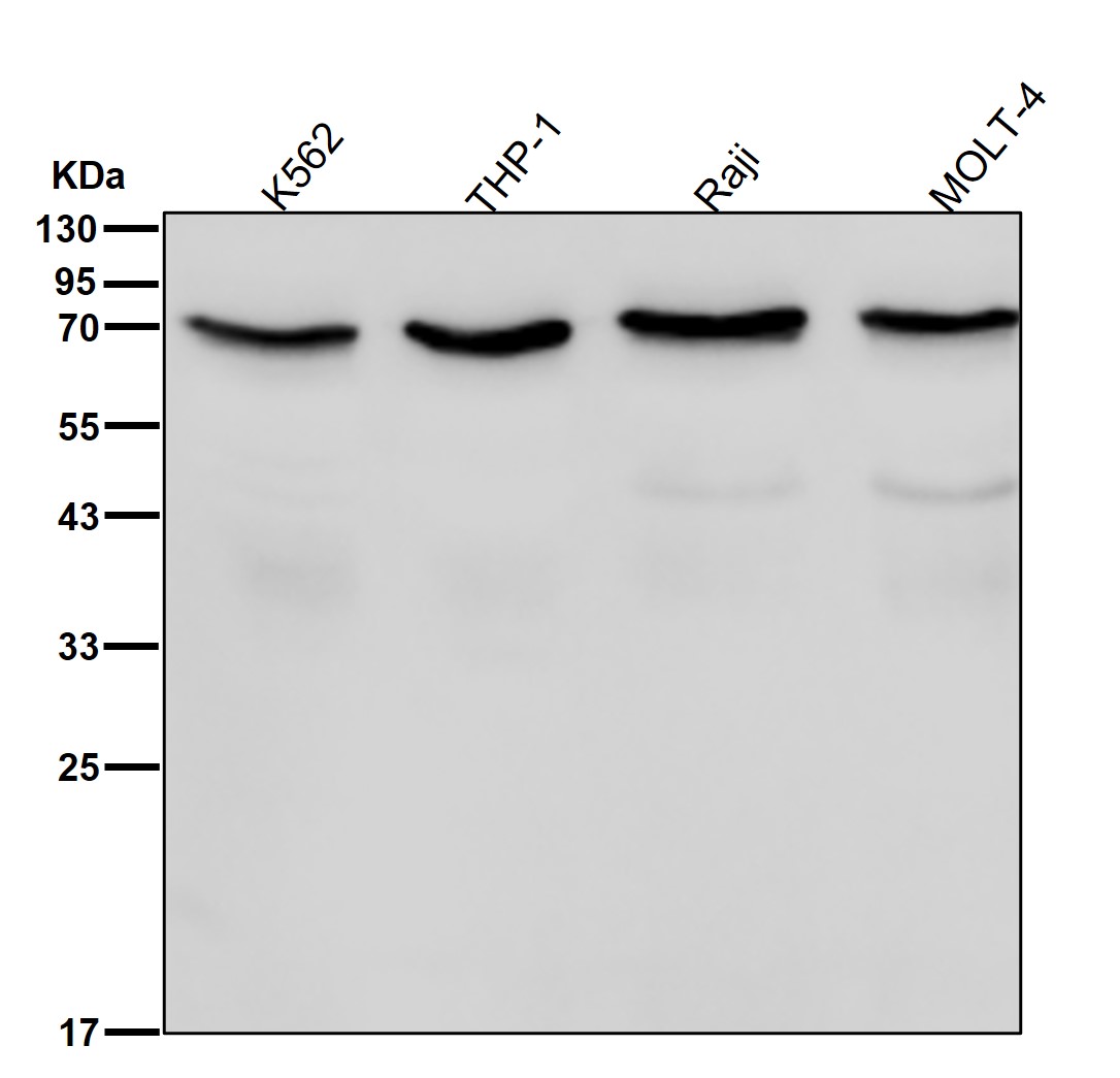 Angiopoietin 1 Ab