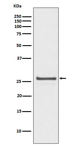 p-Hsp27 (S82) Ab