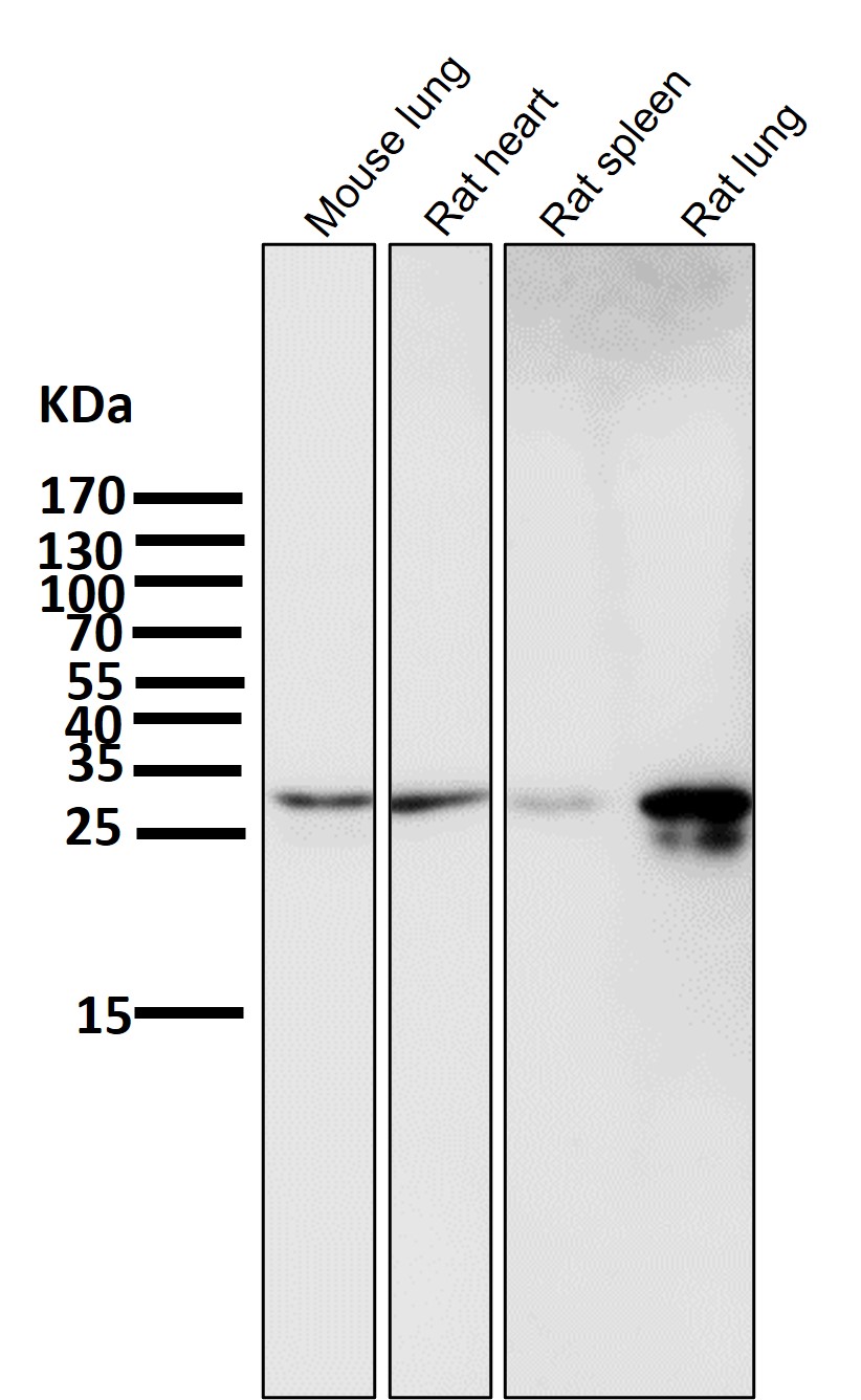 p-Hsp27 (S82) Ab