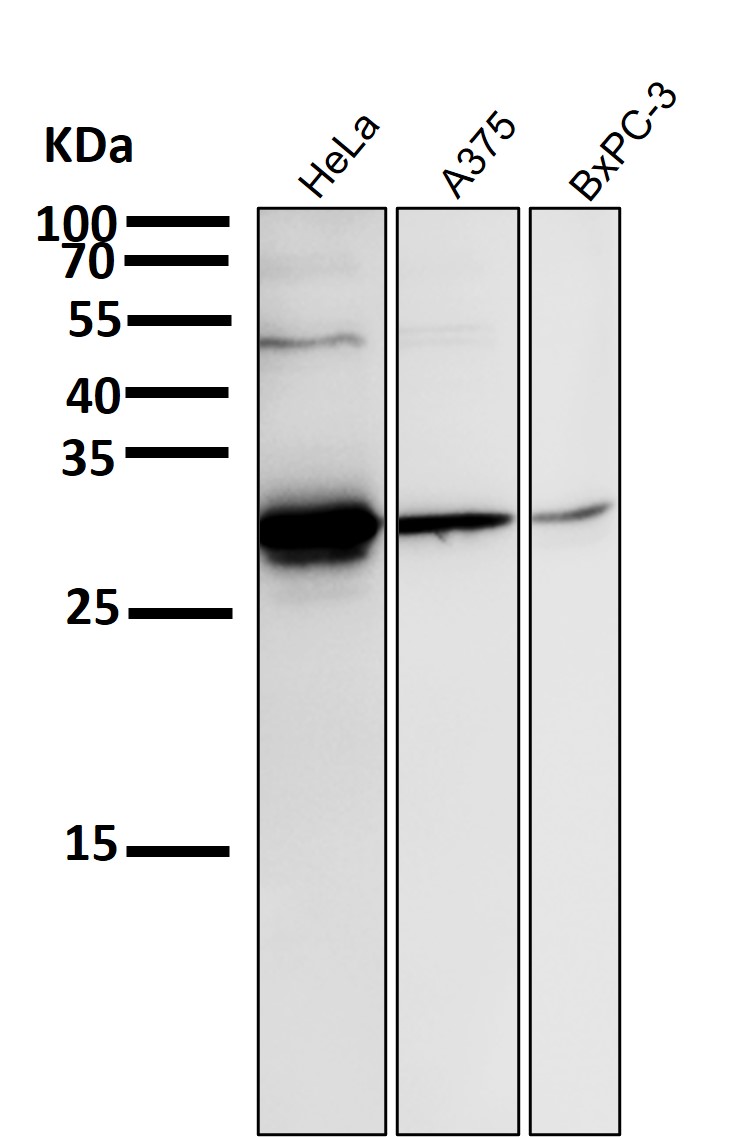 p-Hsp27 (S82) Ab