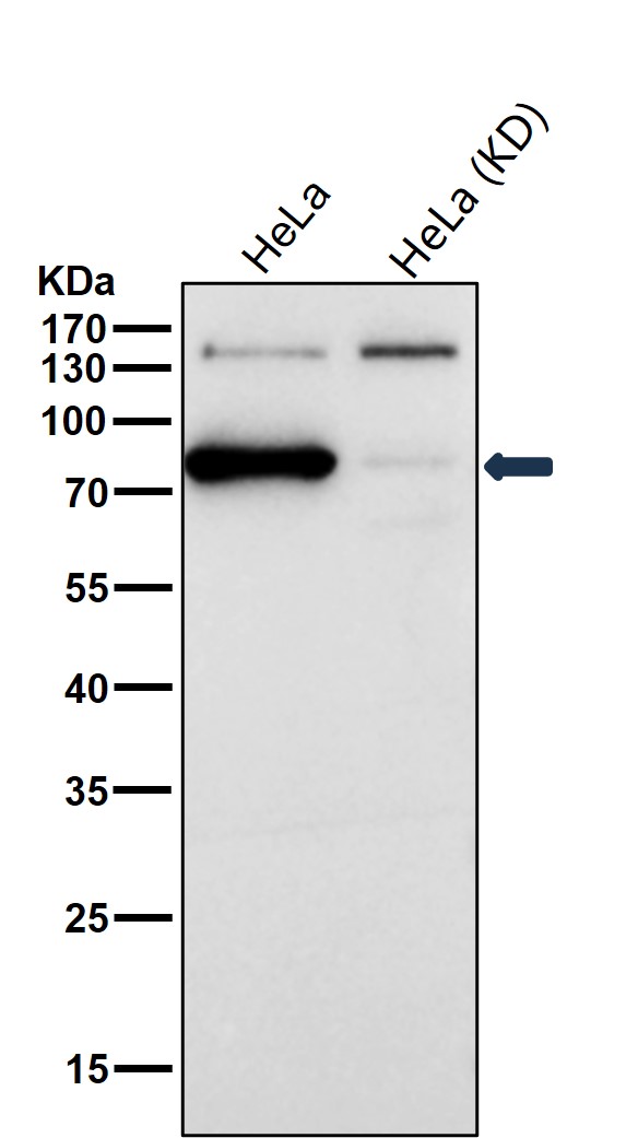 p-STAT1 (S727) Ab