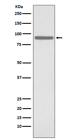 p-STAT1 (S727) Ab