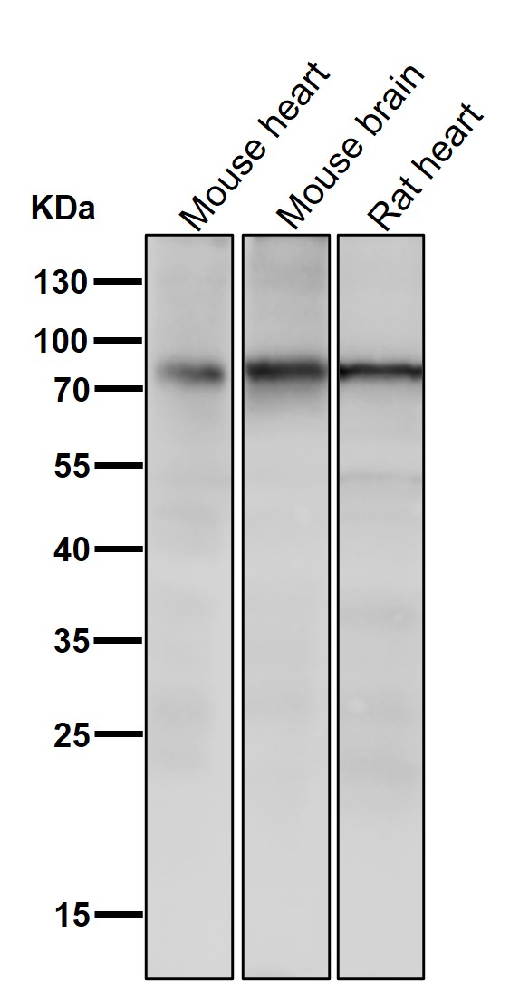 p-STAT1 (S727) Ab