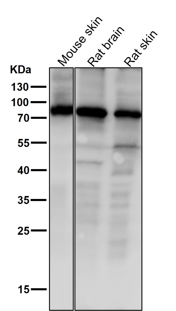 p-STAT1 (S727) Ab