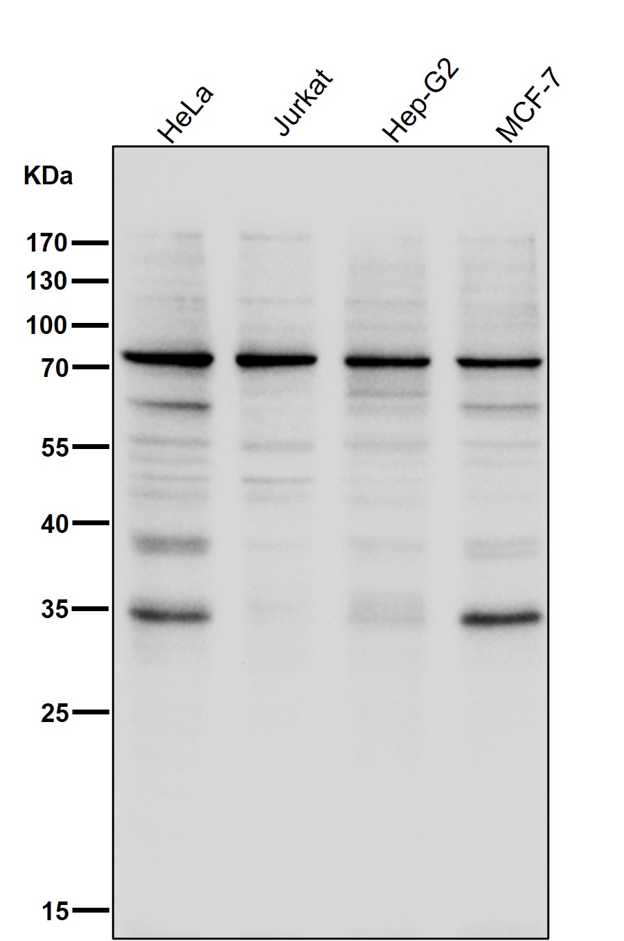 p-STAT1 (S727) Ab