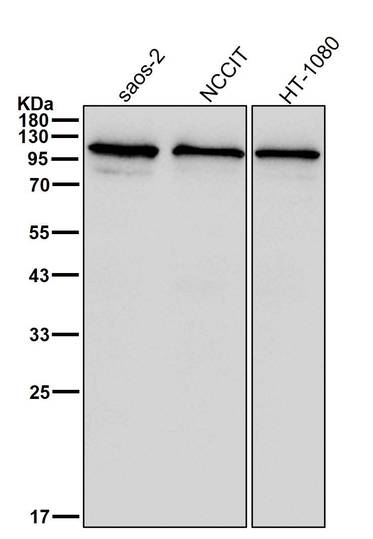 ABCF1 Ab