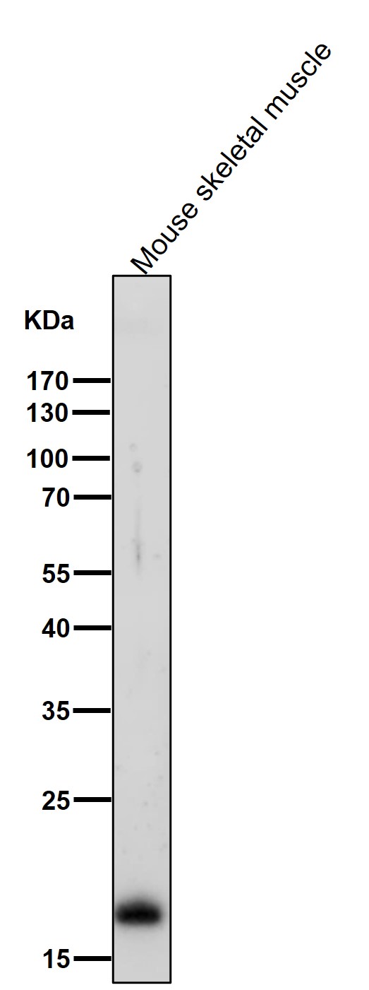 Myosin light chain 2 Ab