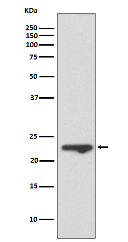 Mucin 1 Ab