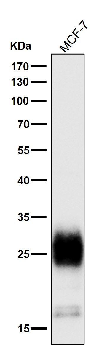 Mucin 1 Ab