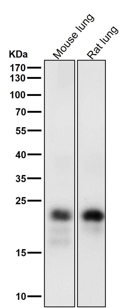 Mucin 1 Ab