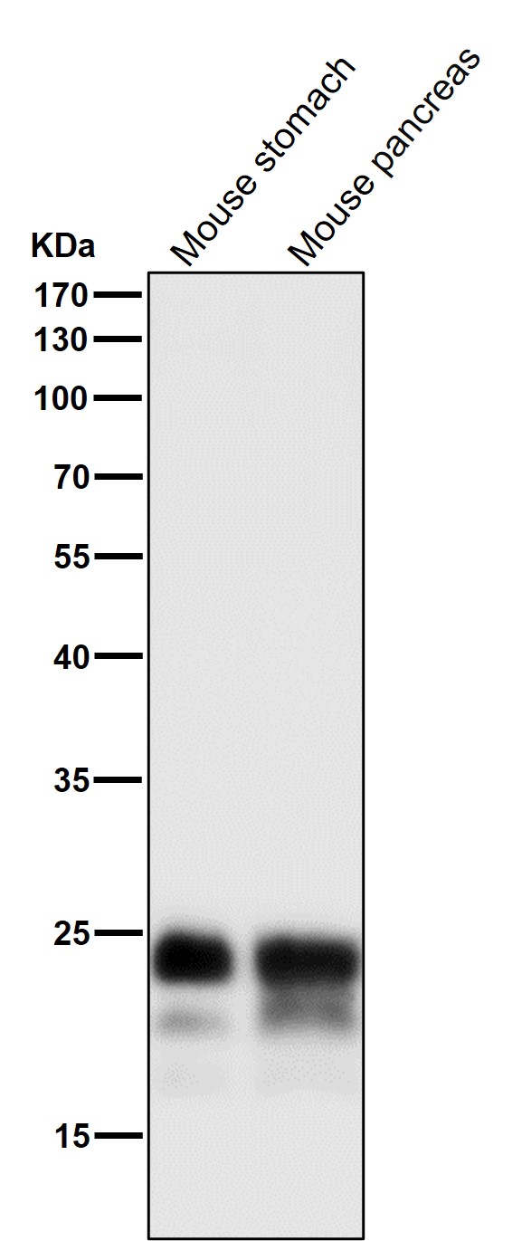 Mucin 1 Ab