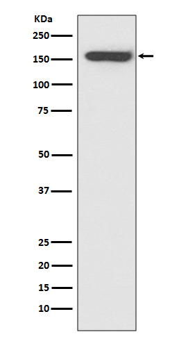 CD21 Ab