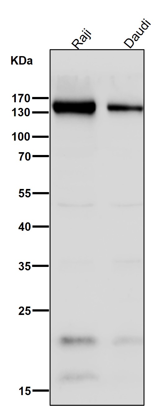 CD21 Ab