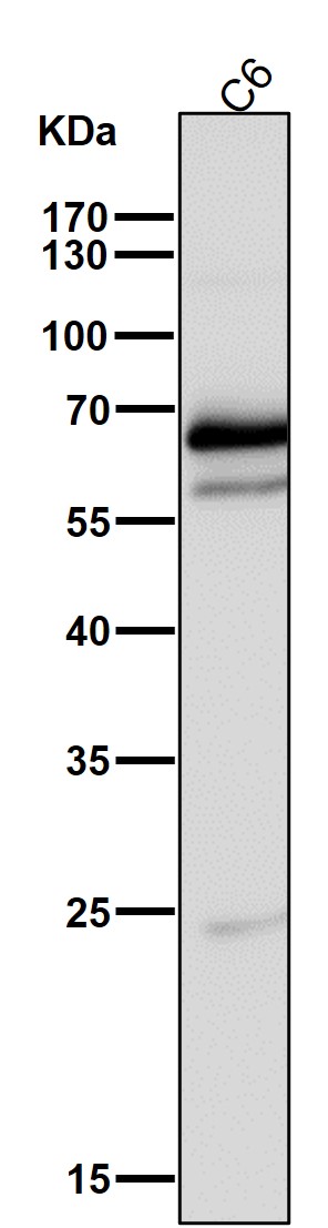 COX 1 Ab