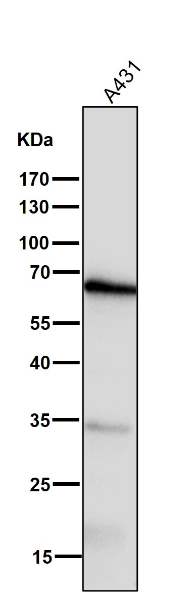 COX 1 Ab