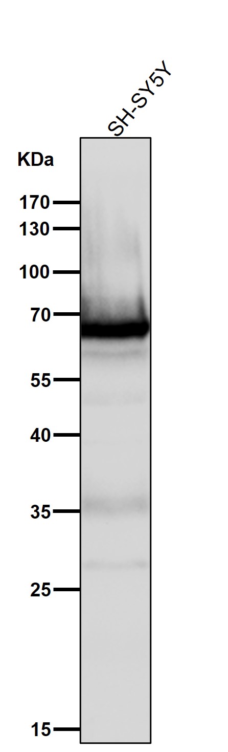 COX 1 Ab