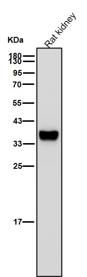 Tryptase 1 Ab