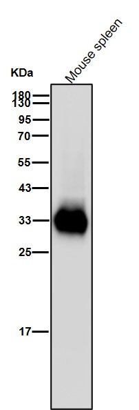 Tryptase 1 Ab