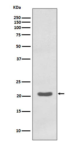 MT CO2 Ab