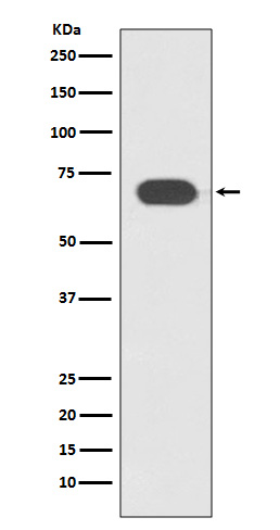 TCF7L2 Ab