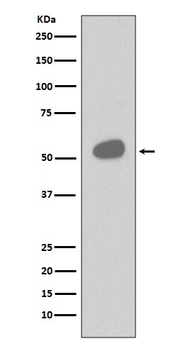 CD14 Ab