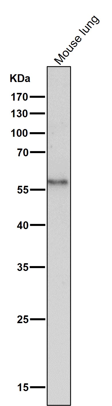 CD14 Ab