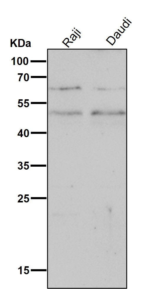 CD14 Ab