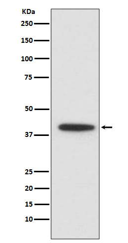 CEBP alpha Ab