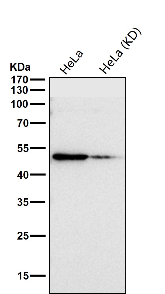 Adiponectin receptor protein 1 Ab