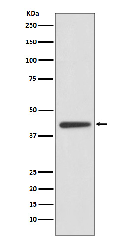 Adiponectin receptor protein 1 Ab