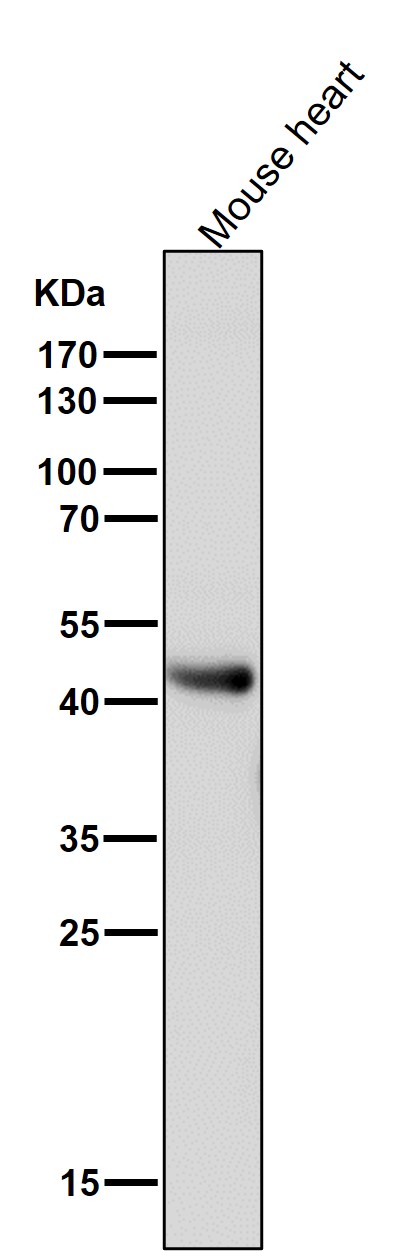 Adiponectin receptor protein 1 Ab