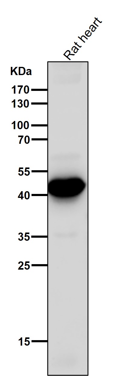 Adiponectin receptor protein 1 Ab