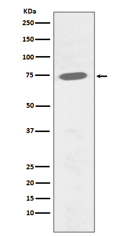 p-BTK (Y551) Ab