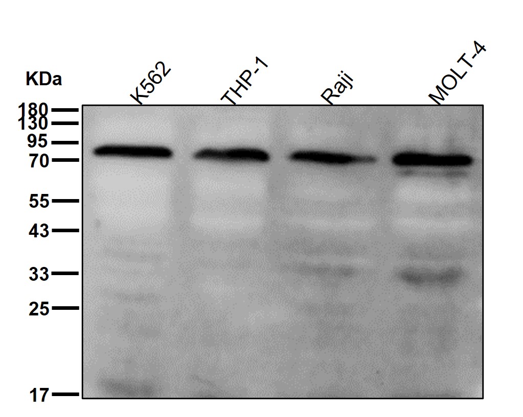 p-BTK (Y551) Ab