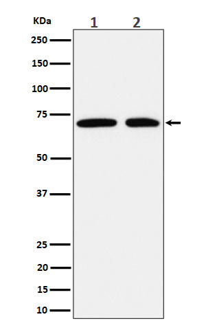 Hsp70 Ab