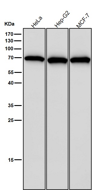 Hsp70 Ab