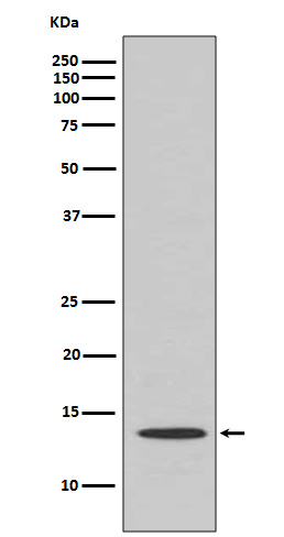 Cytochrome C Ab