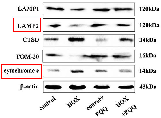 Cytochrome C Ab