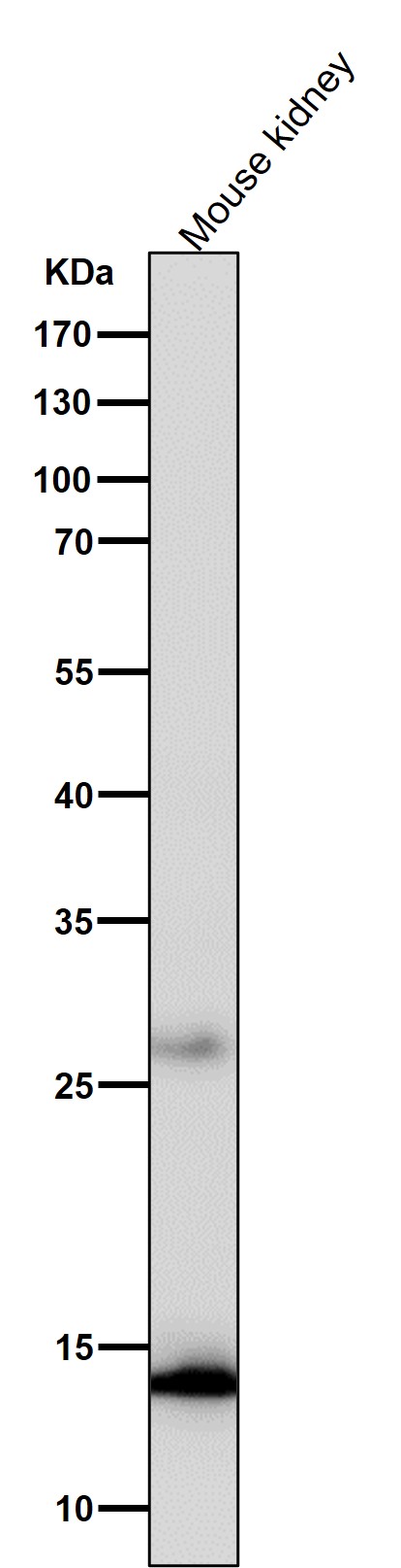 Cytochrome C Ab