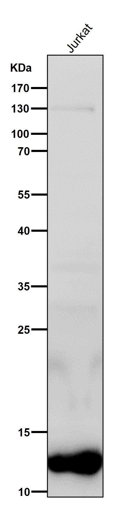 Cytochrome C Ab